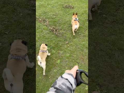 Pug and French Bulldog BESTIES! 🥰 #pugs #frenchbulldog #dogshorts #cutedogs