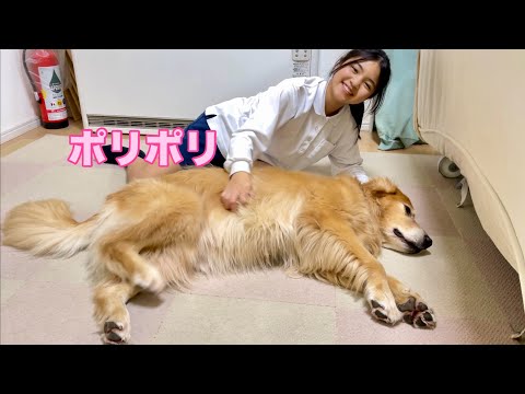 成長と共に、体だけじゃなく態度までデカくなった大型犬クッキー【ゴールデンレトリバーとミニチュアダックスフンド】