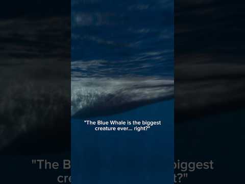 The Blue Whale is NOT The Largest Animal Ever... #prehistoric #dinosaur #trex #horror