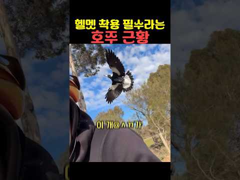 헬멧 착용 필수라는 <strong>호주</strong> 근황