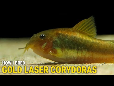 How I Bred Gold Laser Corydoras at Home In this video I'll cover my approach to breeding and raising Gold Laser Corydoras.  I'll explain the