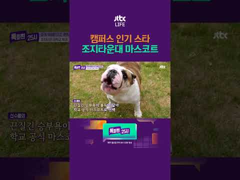 조지타운대 <strong>마스코트</strong> #톡파원25시