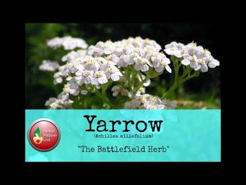 Yarrow, The Battlefield Herb, aired 1-14-18