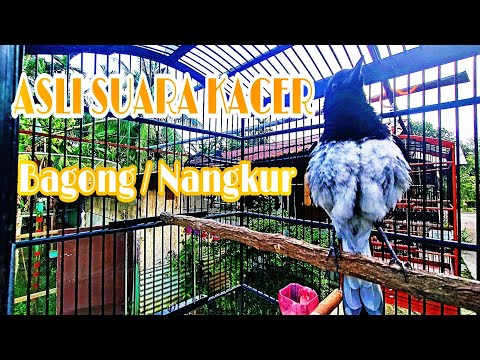 Asli Suara Kacer Bagong, Kacer Mbalon, Kacer Nangkur.
