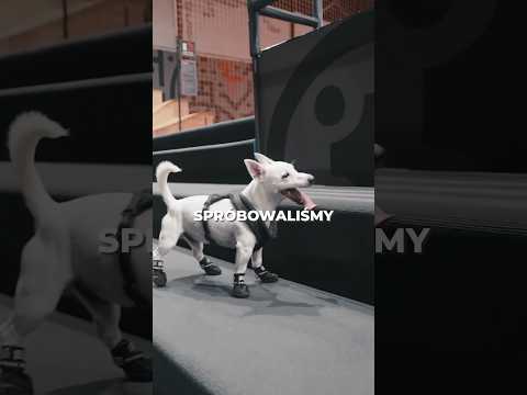 MÓJ PIES ZROBIŁ SALTO