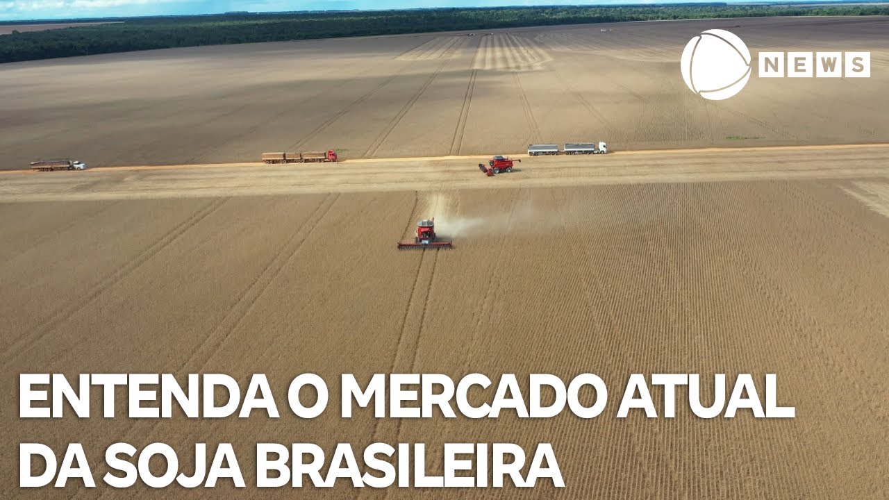 Entenda o mercado atual da soja brasileira