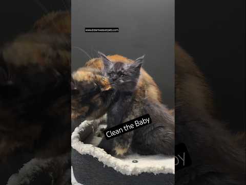 A Mother's Love_ Our Maine Coon Cat Ahsoka & Her B A Mother's Love_ Our Maine Coon Cat Ahsoka & Her Beautiful Kitten (Kittens Available!)


Hi, I'm Mar