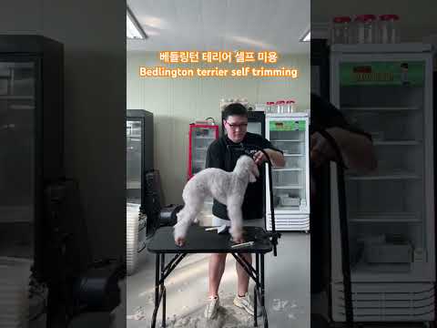 하루와 루이 베들링턴테리어 셀프 <strong>미용</strong>!! Bedlington terrier self trimming.
