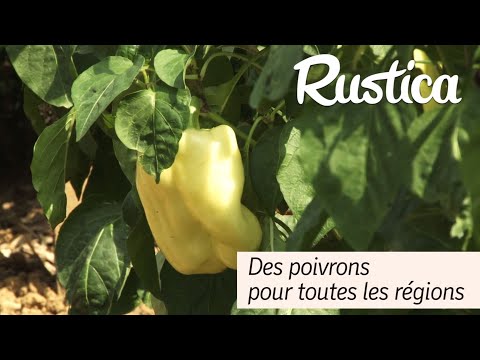 Des poivrons pour toutes les régions