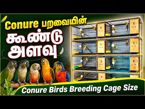 New cage size for Conure Birds Breeding Cages | Breeding Box Size | Birds Breeding Room