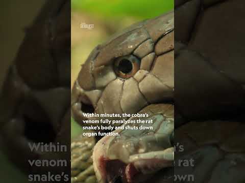 It’s a snake-eat-snake world out there 🐍 #WorldsDeadliestSnakes