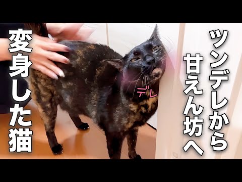 ツンデレだった猫がお尻トントンによって甘えん坊猫に変身しました