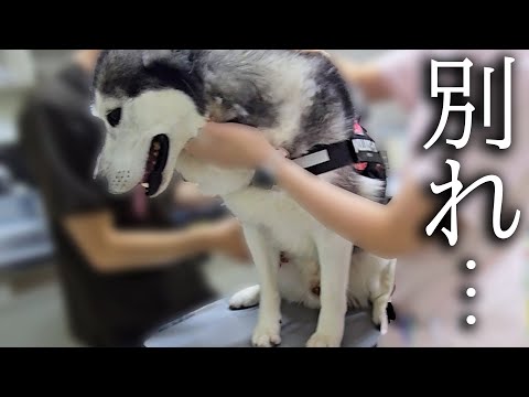 しばらくお別れすることになりました...