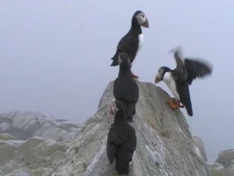 Puffin Movie (30)