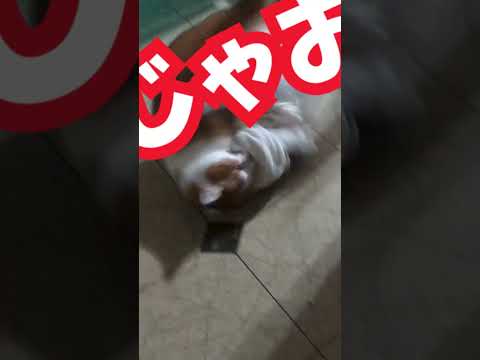 アテレコみたらし #shorts