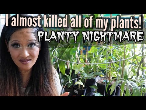 I ALMOST KILLED ALL OF MY PLANTS!  Houseplant Horror Story,  Collective Plants, Aroids