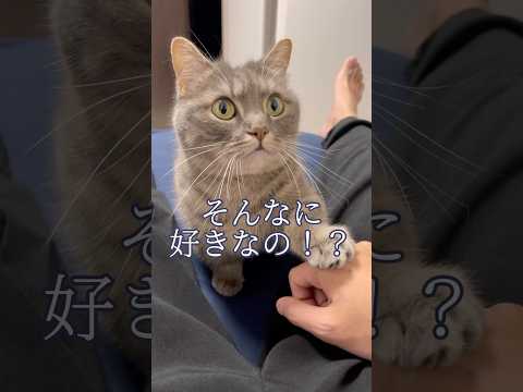ママを喜ばせる猫のお出迎えと癒しの時間 サムネイル