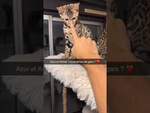 Qui veut un chaton ??