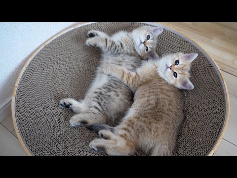 Cute kittens sleeping together, snuggled up close...