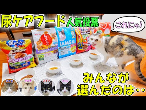 猫達全員に好きな尿ケアフードを選んでもらったら、あの銘柄が超高得点で他を圧倒‼わが家での採用最有力候補となりました🐈🐈🐈🐈【尿ケアフード総選挙】