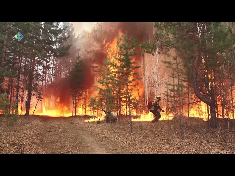 Смог от лесных пожаров в Сыктывкаре уйдет после дождя уже завтра