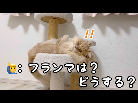 猫に話しかける飼い主とその反応に癒される動画 サムネイル