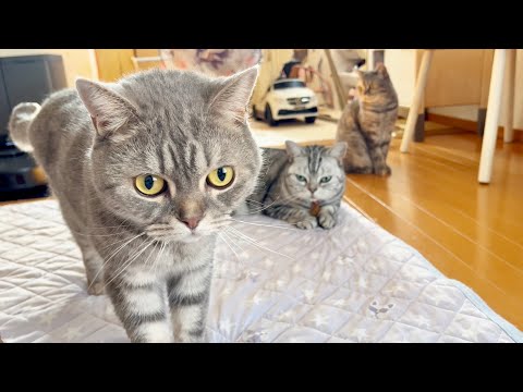 銀星会の猫たちが朝と夜に集まる癒しの時間 サムネイル