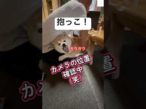 柴犬が暴れたあとに抱っこされる姿の癒しと笑顔 サムネイル
