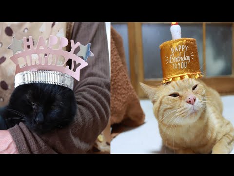 猫の動画サムネイル - チャトラとごま　ハッピーバースデー　250429