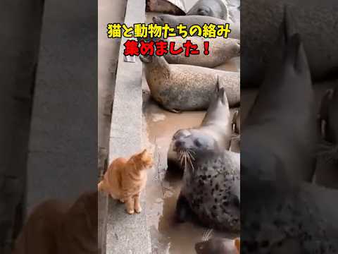 猫と動物のかわいさを楽しむ癒し動画集 サムネイル