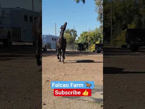 DUENDE COMING IN 🔥#horse #shorts #short #beautiful #animals #equestrian #farming #eating #happy