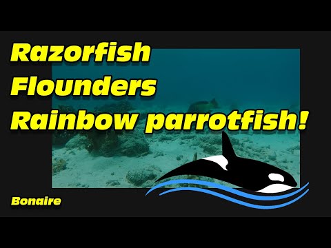 Razorfish, flounders and a family of rainbow parrotfish! Bonaire