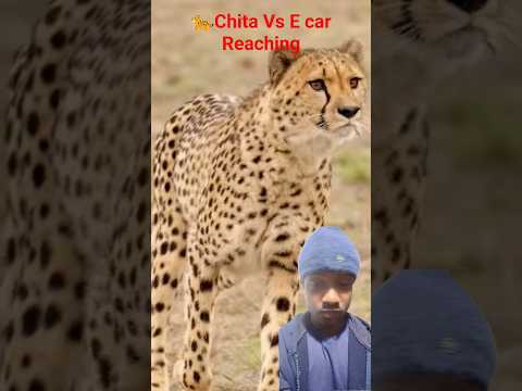 Chita Vs e care reaching .😱 #animals #vidio # #mrbeast #challenge