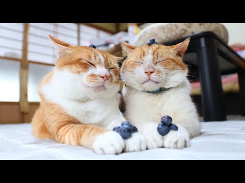 ブルーベリーをのせた猫のかわいい瞬間をご紹介 サムネイル