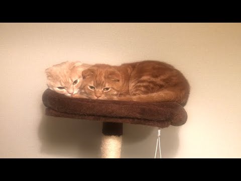 【作業用】短足猫と兄猫の添い寝