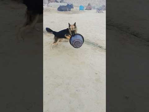 intelligent dog in the world #germanshepherd #dogbreed #intelligent