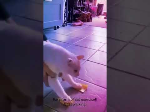 Another form cat exercise!! Cat walking!  #catshorts #cat #funnycats #kitten