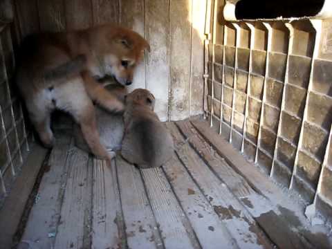 子犬の世話をする「もみじ」