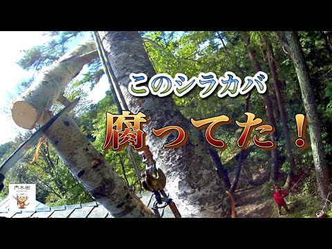 このシラカバ 腐ってた!【特殊伐採】