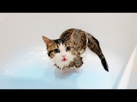 初めてのシャンプーに激オコで大暴れする子猫