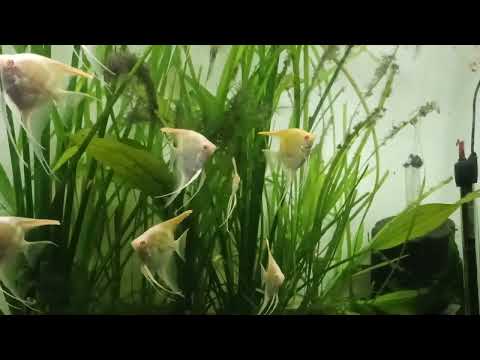 Albino Manacapuru Angelfish 