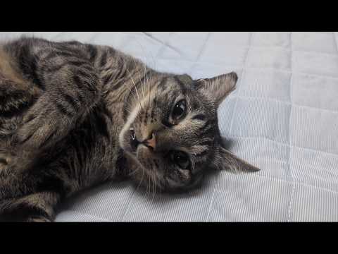 まぶしい時の対処法が人すぎるw 何が何でもへそ天をしたい猫ガーちゃん【リキちゃんねる 猫動画】 キジトラ 猫のいる暮らし