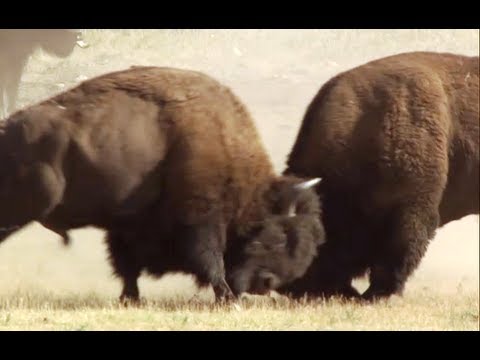 Bison Battle - Yellowstone - BBC - UCwmZiChSryoWQCZMIQezgTg