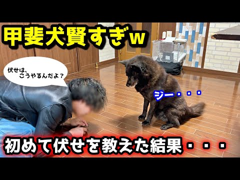 甲斐犬はやっぱり賢い！初めて伏せを教えた結果、こうなりました笑