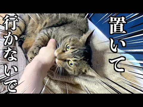 【感動】飼い主が実家に帰省する直前に猫がとった行動が切なすぎた...