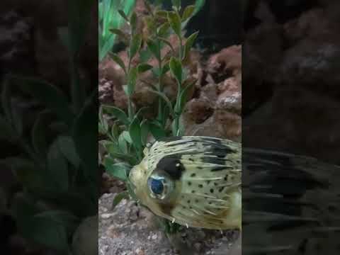 Dog faced puffer #shorts Dog face salt water puffer and the camera shy porcupine puffer