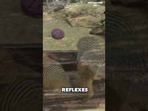 Is mongoose a snake killer? #shorts #animals #animalkingdom #wildanimals #mongoose