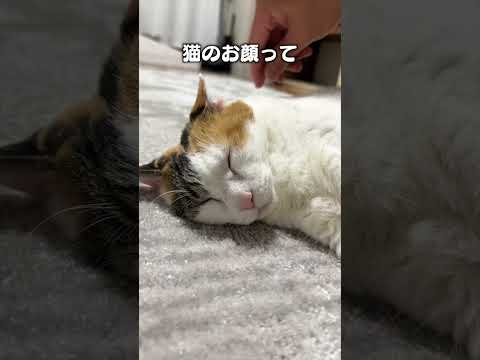 ほっぺっペーのハミハミ毛－猫あるあるソングの紹介と楽しみ方 サムネイル