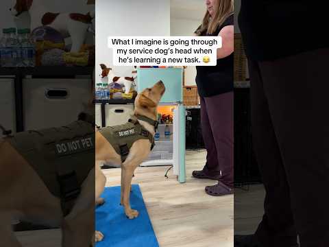 What goes through my service dog’s head when he’s tasking 😂