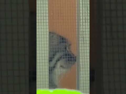 埼玉県こども動物自然公園で見られるマヌルネコの魅力と最新映像 サムネイル